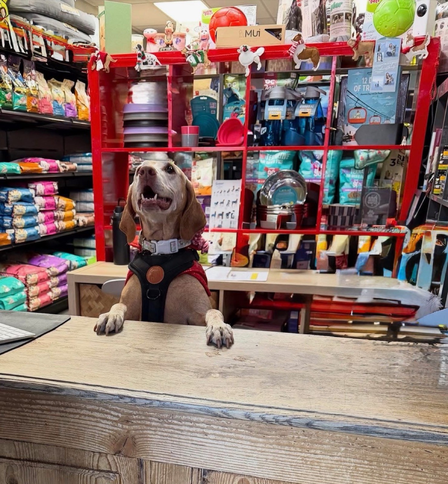 A regular greeting us at the Simpawtico counter