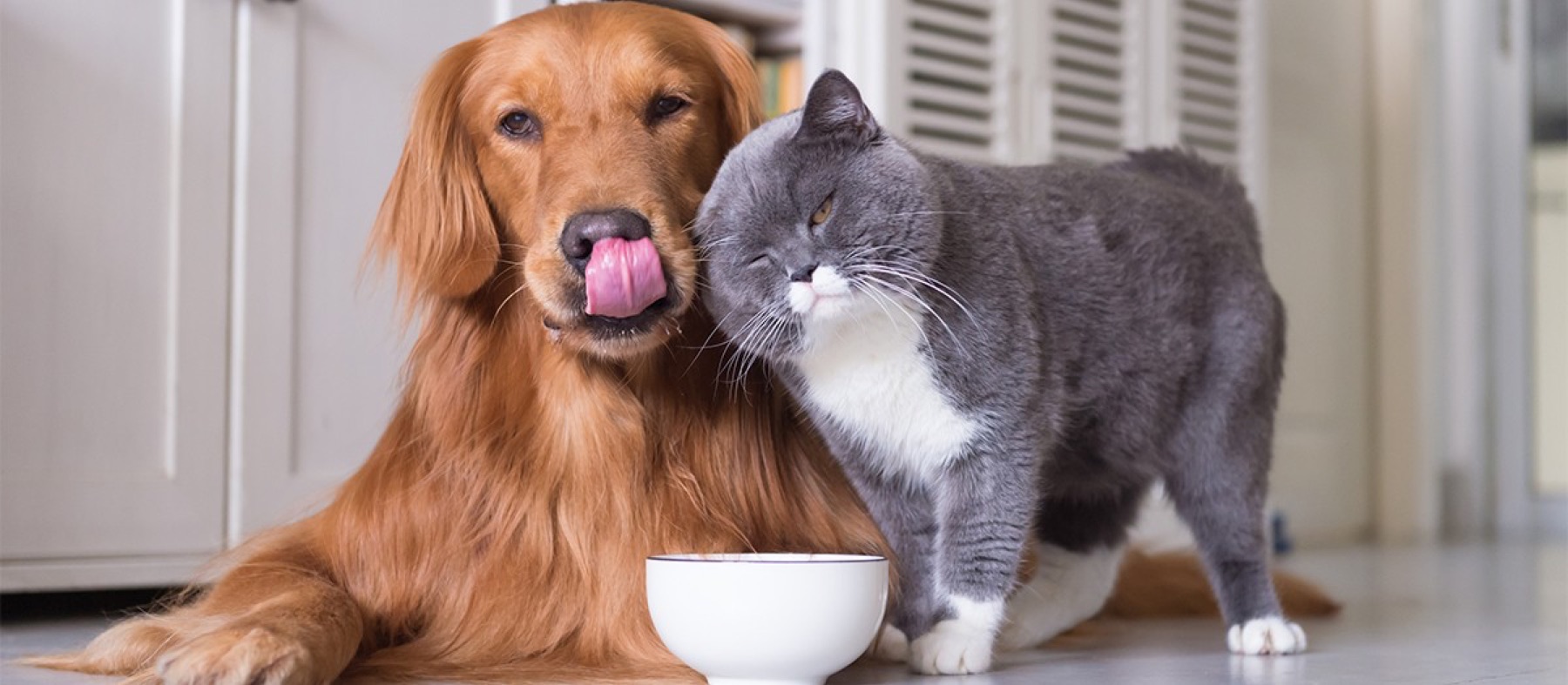 A golden retriever and a gray cat sharing a food bowl