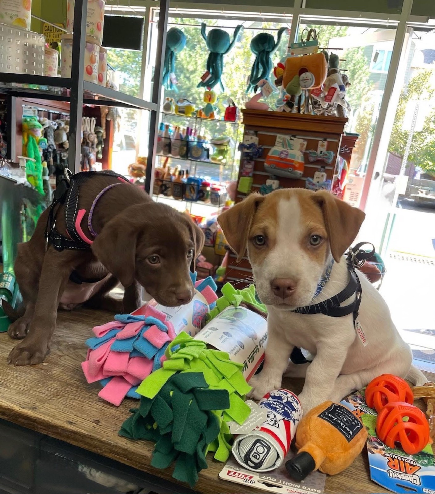 Two puppies with toys on the Simpawtico counter