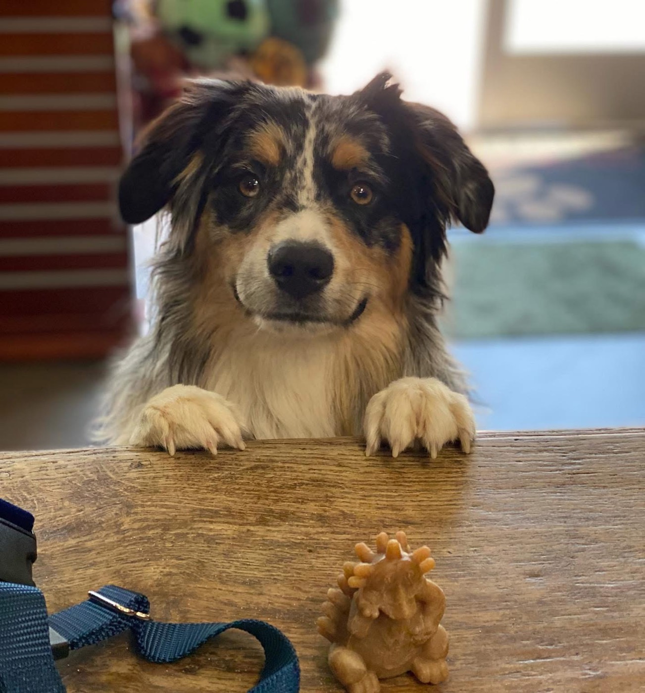 An Australian shepherd at the counter