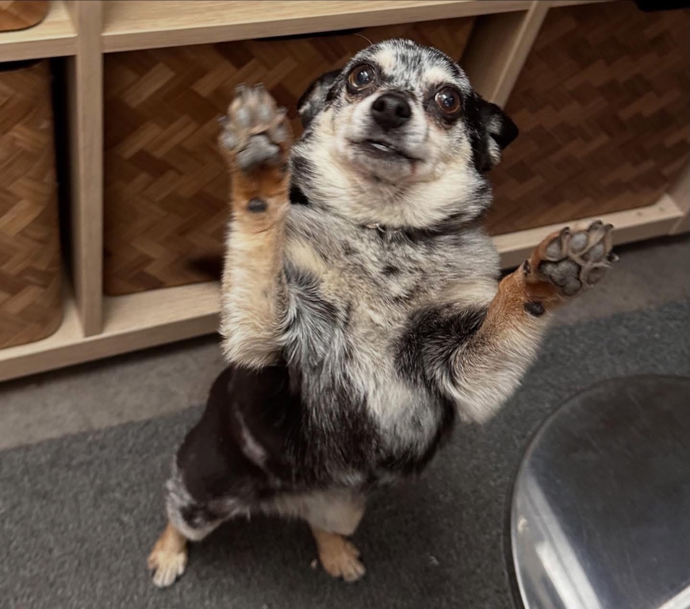 A little dog waving hello