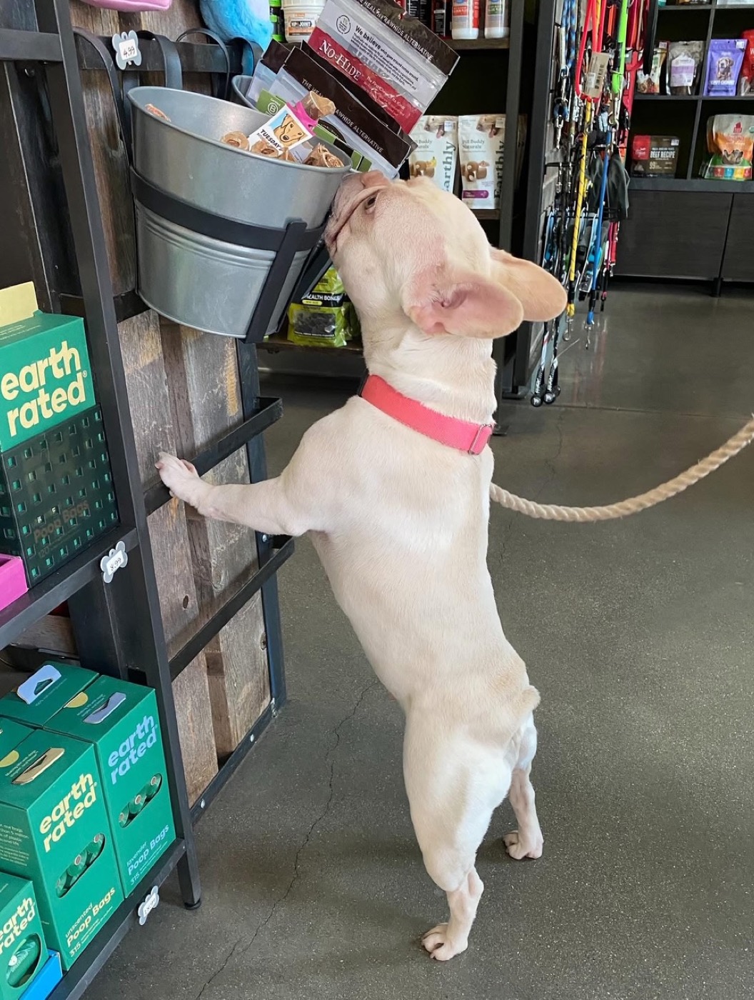 A French bulldog checking out the treat bucket