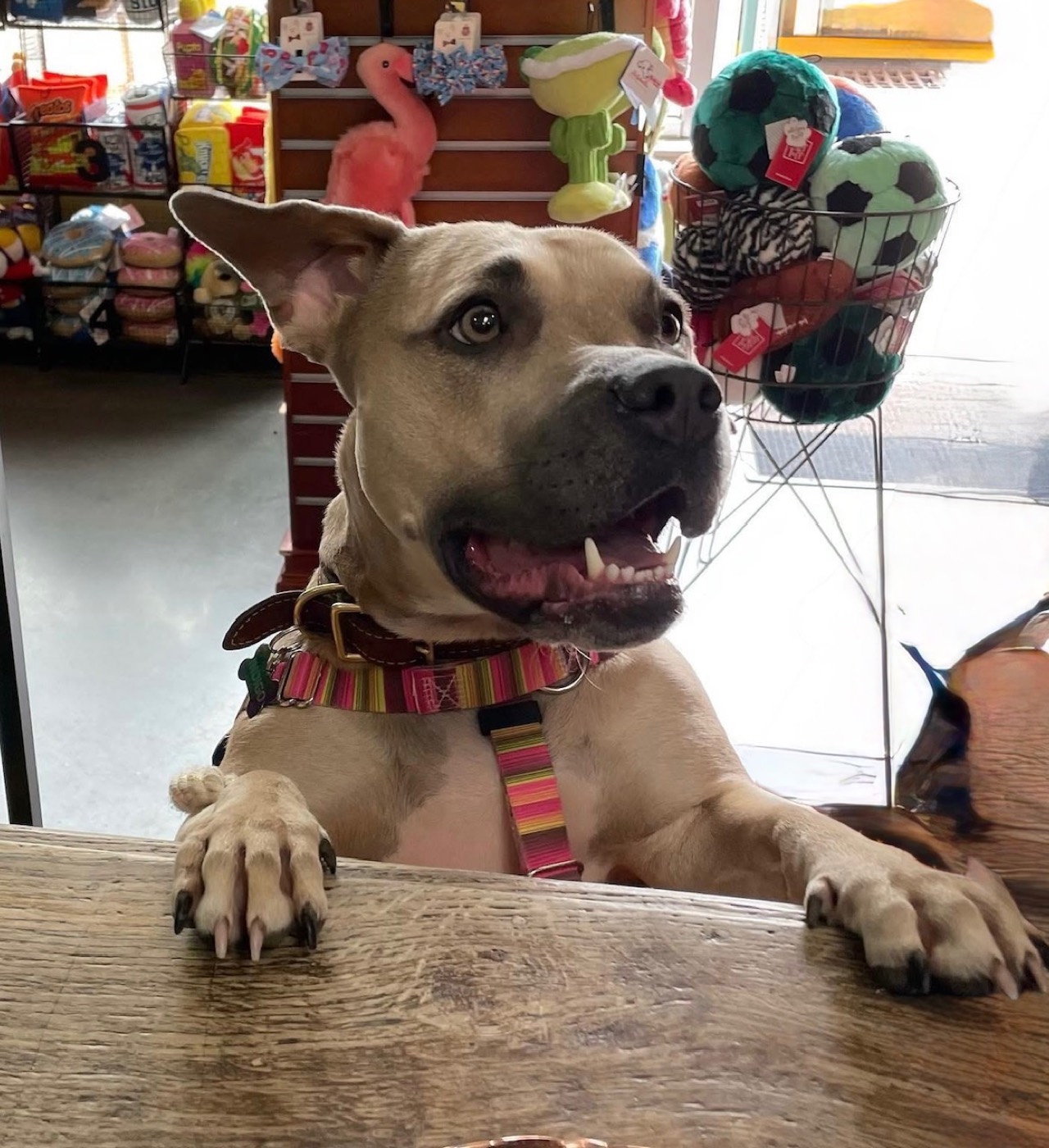 A happy pup leaning on the counter