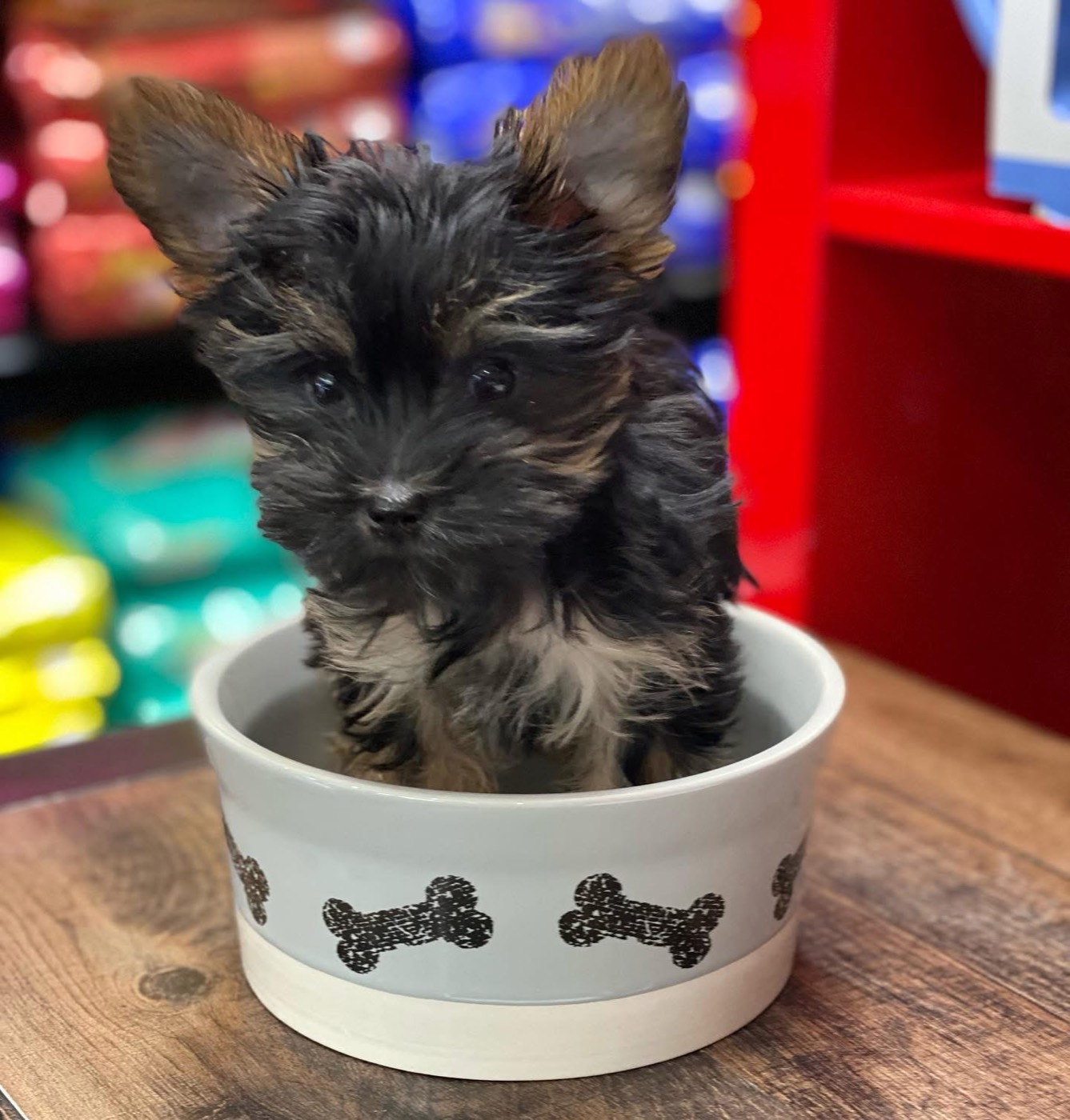 A Yorkie puppy sitting in a dog bowl
