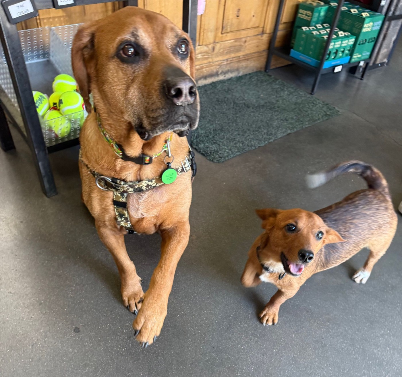 Rudy and Monster, the Simpawtico shop dogs