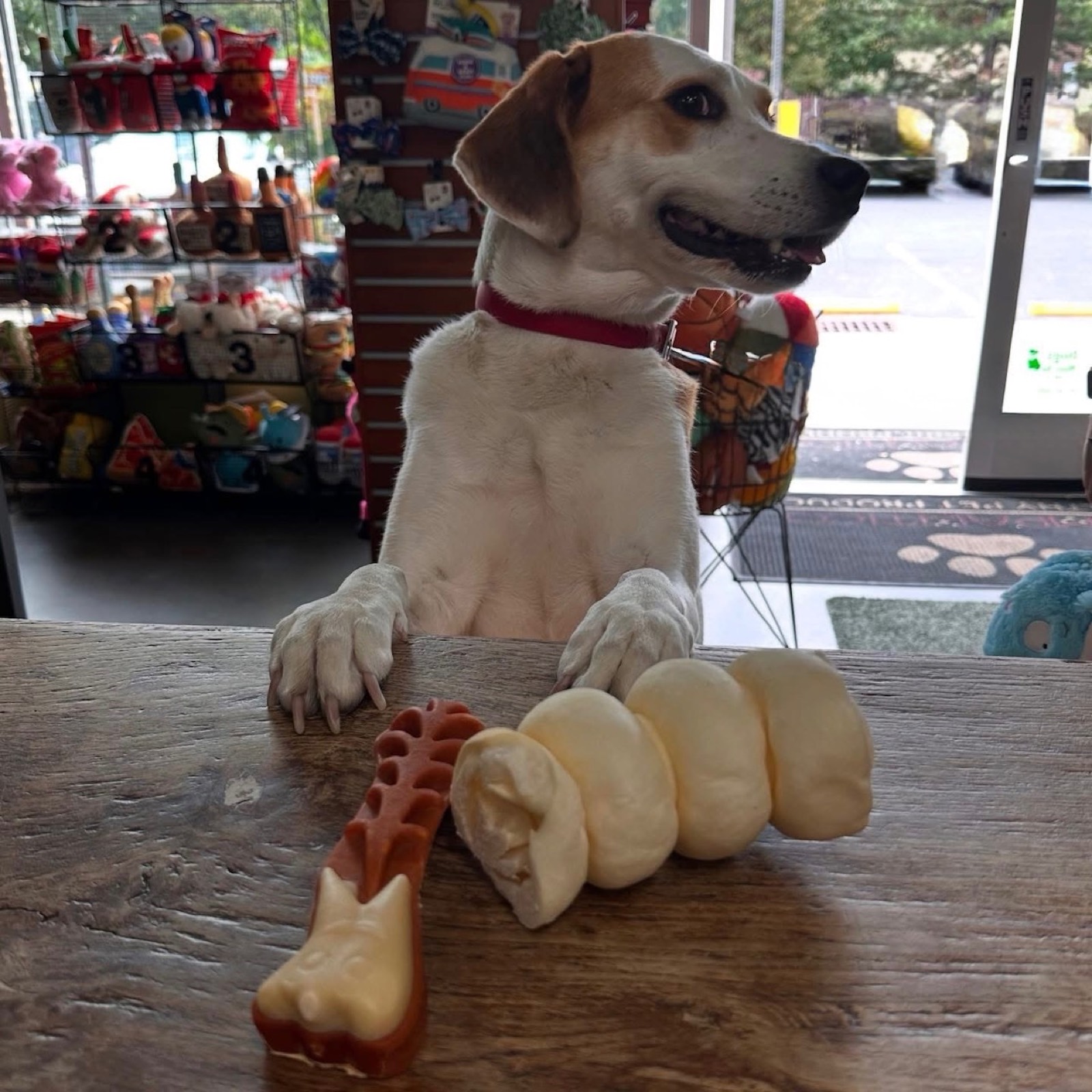 A happy dog at the Simpawtico counter with chews