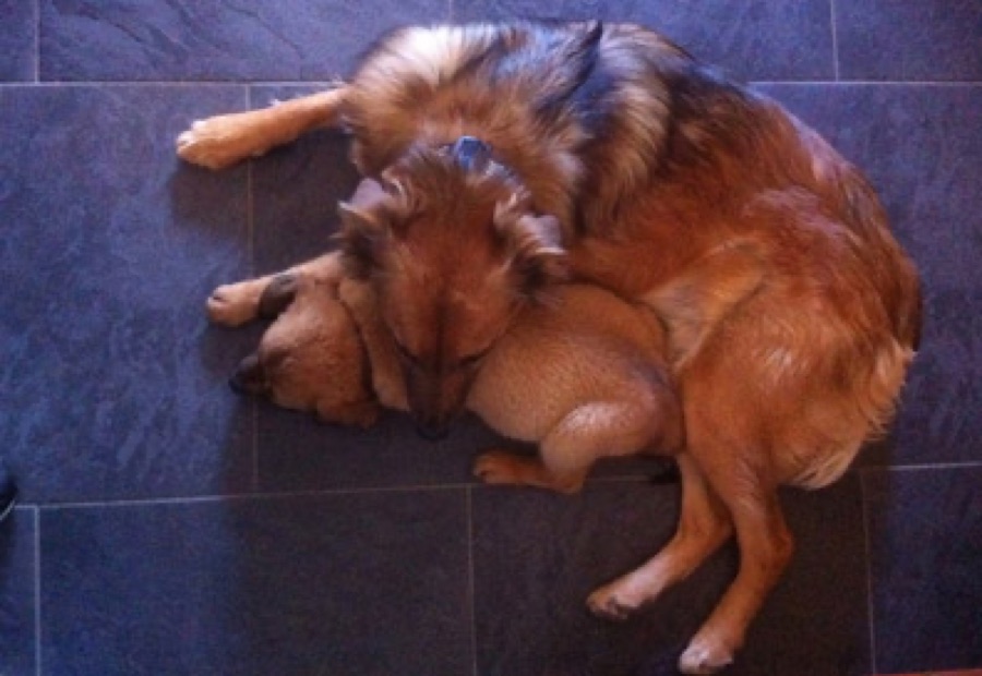 Tucker and Franky, the founding shop dogs