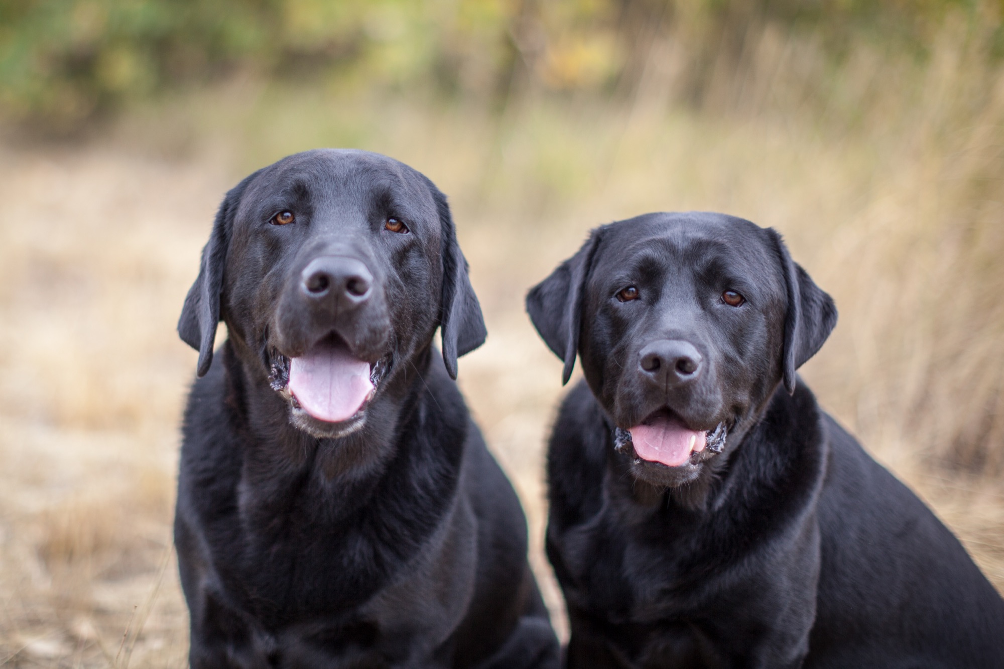 Two black labradors sitting together